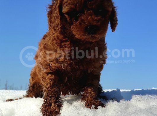 Red Toy Poodle Yavrular görsel
