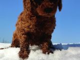 RED TOY POODLE YAVRULAR