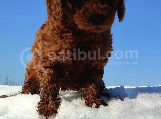 Red Toy Poodle Yavrular