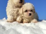 Maltese Teri̇er Yavrulari