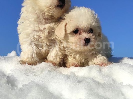 Maltese Teri̇er Yavrulari görsel