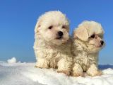 Maltese Teri̇er Yavrulari
