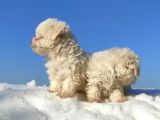 Maltese Teri̇er Yavrulari