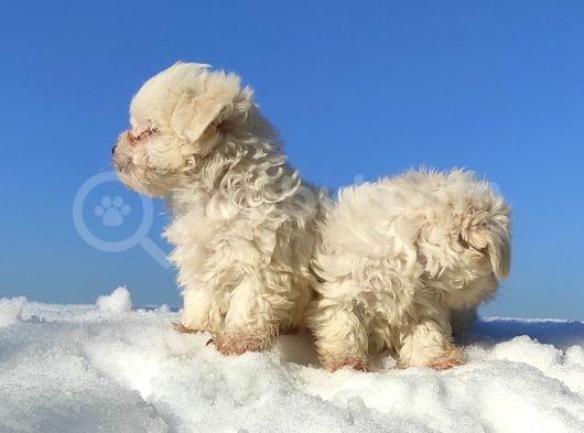 Maltese Teri̇er Yavrulari görsel