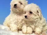 Maltese Teri̇er Yavrulari