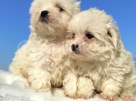 Maltese Teri̇er Yavrulari görsel