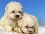 Maltese Teri̇er Yavrulari