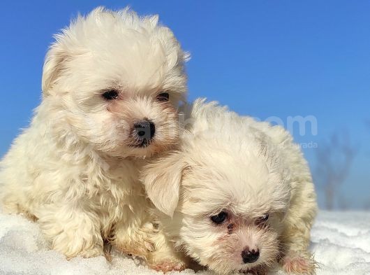 Maltese Teri̇er Yavrulari görsel