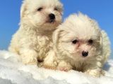 MALTESE TERİER YAVRULARI