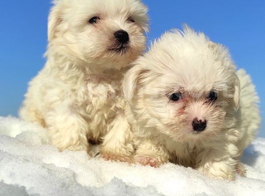 Maltese Teri̇er Yavrulari