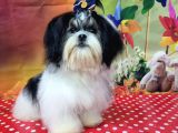 Mükemmel kalite shihtzu