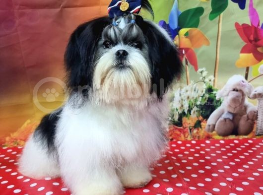 Mükemmel Kalite Shihtzu