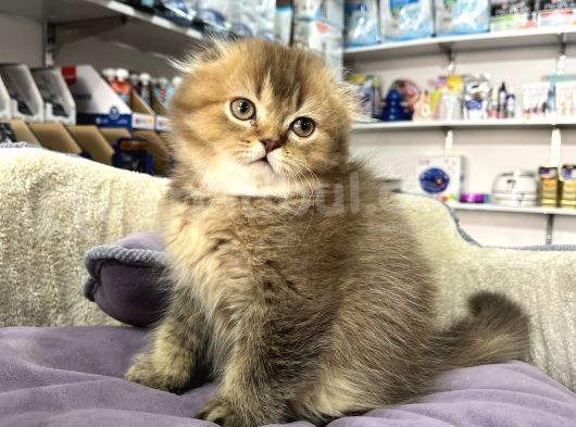 Muhteşem Güzelli̇kte Nadi̇r Long Hai̇r Golden Scotti̇şfold görsel