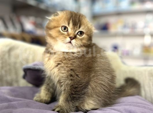 Muhteşem Güzelli̇kte Nadi̇r Long Hai̇r Golden Scotti̇şfold görsel