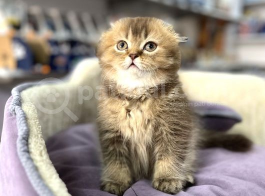 Muhteşem Güzelli̇kte Nadi̇r Long Hai̇r Golden Scotti̇şfold