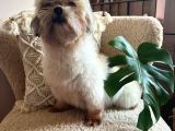 Morkie Dişi Acil