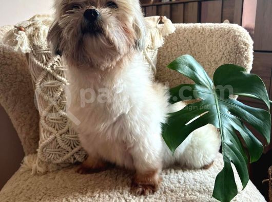 Morkie Dişi Acil