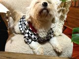 Maltese Terrier Oğlum 1,5 Yaşında Acil