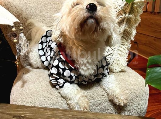 Maltese Terrier Oğlum 1,5 Yaşında Acil görsel