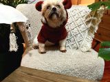 Morkie Dişi Acil