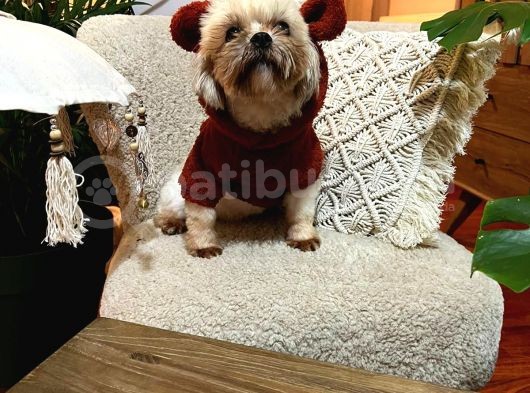 Morkie Dişi Acil görsel