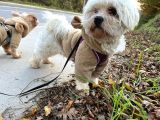 Maltese Terrier Oğlum 1,5 Yaşında Acil