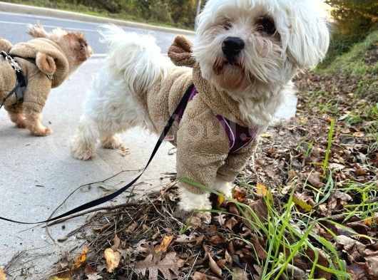 Maltese Terrier Oğlum 1,5 Yaşında Acil görsel