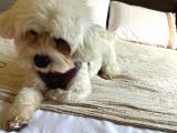 Maltese Terrier Oğlum 1,5 Yaşında Acil