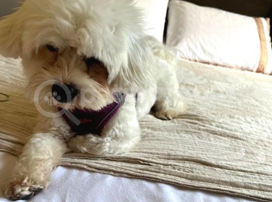 Maltese Terrier Oğlum 1,5 Yaşında Acil görsel