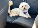 Maltese Terrier Oğlum 1,5 Yaşında Acil