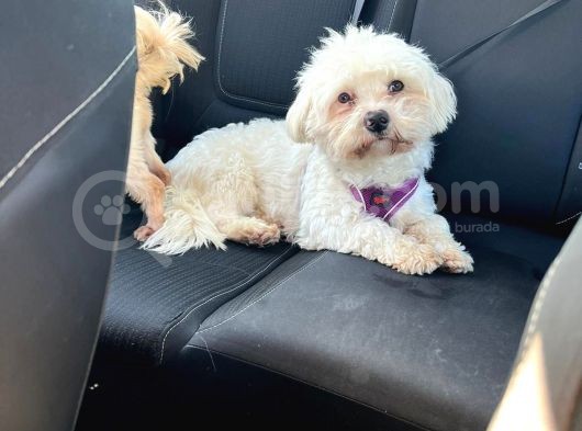 Maltese Terrier Oğlum 1,5 Yaşında Acil görsel