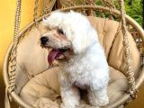 maltese Terrier Oğlum 1,5 Yaşında Acil