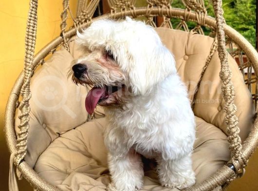 Maltese Terrier Oğlum 1,5 Yaşında Acil