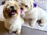 Morkie Dişi Acil
