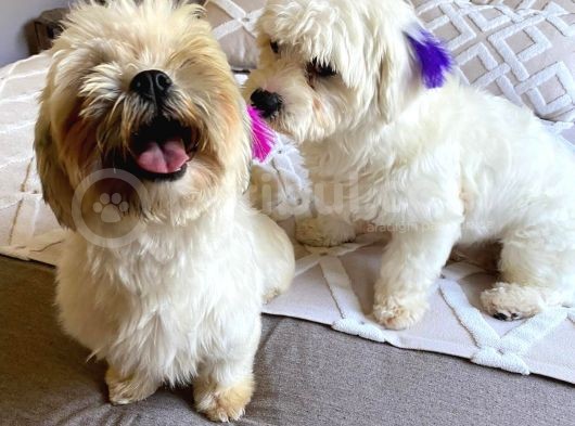 Morkie Dişi Acil görsel
