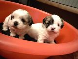Morkie Yavrular