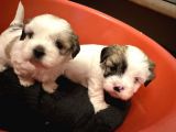 Morkie Yavrular
