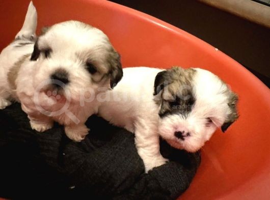 Morkie Yavrular görsel