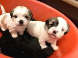 Morkie Yavrular