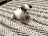Morkie Yavrular