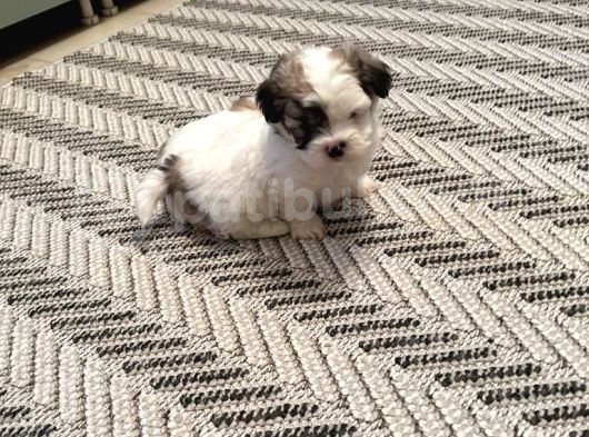 Morkie Yavrular görsel