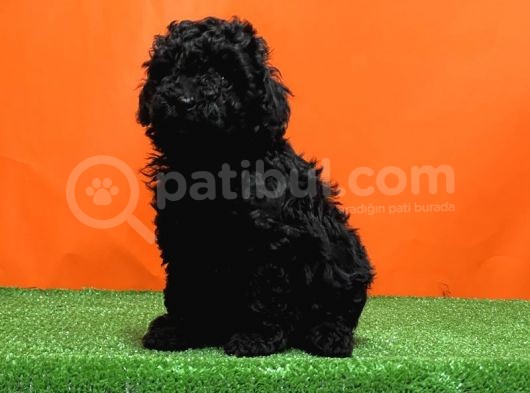 Irk Ve Sağlik Garanti̇si̇ İle Si̇yah Toy Poodle Yavrular