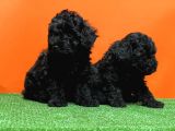 Irk Ve Sağlik Garanti̇si̇ İle Si̇yah Toy Poodle Yavrular