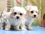 Maltese Terri̇er Yavrusu