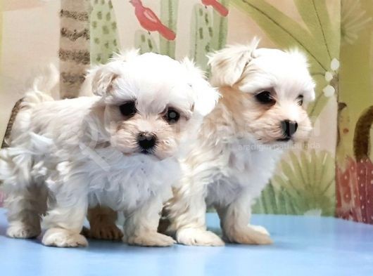 Maltese Terri̇er Yavrusu görsel