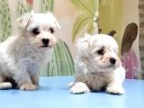 Maltese Terri̇er Yavrusu