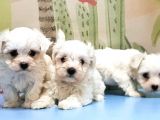 Maltese Terri̇er Yavrusu