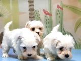 Maltese Terri̇er Yavrusu