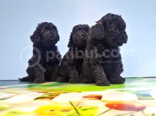 Si̇yah Toy Poodle Yavrusu görsel