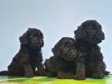 Si̇yah Toy Poodle Yavrusu